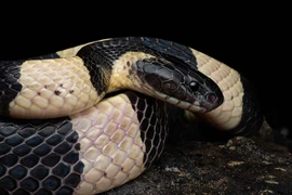 4 loài rắn độc nhất quả đất, số 1 xuất hiện nhiều ở Việt Nam