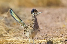 Loài gà đặc biệt, mỏ sắc nhọn, chớp mắt 'làm thịt' rắn đuôi chuông 