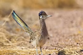 Loài gà đặc biệt, mỏ sắc nhọn, chớp mắt 'làm thịt' rắn đuôi chuông 