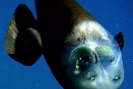 'Quái vật' biển sâu, mắt lồi to, nhìn thấu con mồi trong bóng tối