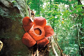 Loài hoa lớn nhất thế giới có nguy cơ tuyệt chủng: Bất ngờ nguyên nhân