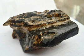 Bán hớ khúc gỗ 'quý như vàng' ở Việt Nam, nông dân tiếc 'ngất người'