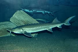 Kinh ngạc 'thuỷ quái' thời khủng long nhảy khỏi mặt nước khi mắc câu