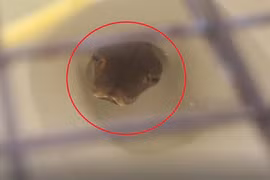 Nghe tiếng ọc ọc từ bồn cầu, bủn rủn thấy 'quái thú' trồi lên 