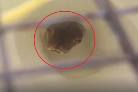 Nghe tiếng ọc ọc từ bồn cầu, bủn rủn thấy 'quái thú' trồi lên 