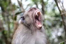 Bị khỉ tấn công khi... ngáp