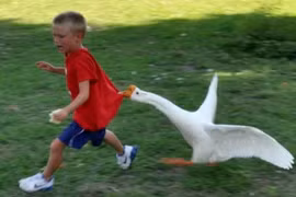 Ngỗng tấn công người, rắn bỏ chạy khi thấy ngỗng, vì sao? 