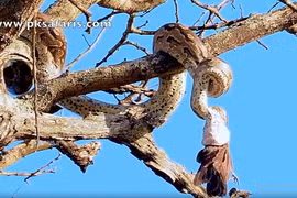 Dạo chơi trong rừng, bắt gặp 'quái thú' làm chuyện động trời