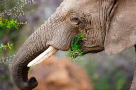 Top 3 động vật thù dai nhất hành tinh, chớ dại đắc tội