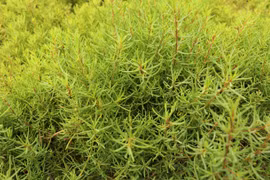 Loài rau dại thành rau đặc sản ở Nghệ An, nhà hàng tranh nhau mua