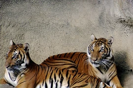 Tận mục loài hổ quý hiếm nhất hành tinh, Việt Nam tự hào sở hữu