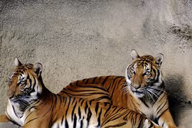 Tận mục loài hổ quý hiếm nhất hành tinh, Việt Nam tự hào sở hữu