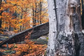 Tận mục loài cây cứng hơn thép, 'chấp' cả súng đạn
