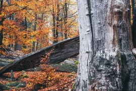 Tận mục loài cây cứng hơn thép, 'chấp' cả súng đạn