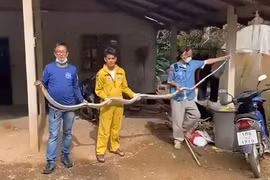  Tóm gọn 'quái thú' dài 4m 'lộng hành' trong phòng khách