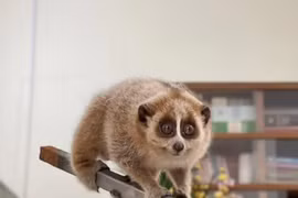 Hai cá thể Culi nhỏ được phát hiện ở Bắc Kạn là loài cực quý