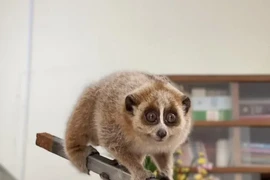 Hai cá thể Culi nhỏ được phát hiện ở Bắc Kạn là loài cực quý