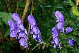 Vẻ đẹp ma mị của loài hoa kịch độc mọc nhiều ở Việt Nam