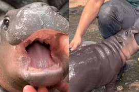 Cận cảnh hà mã lùn Moo Deng, 'ngôi sao' mới nổi ở Thái Lan