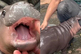 Cận cảnh hà mã lùn Moo Deng, 'ngôi sao' mới nổi ở Thái Lan