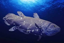 Cá vây tay hồi sinh và có thể sống thọ hơn 100 năm 