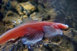 Loài cá kỳ lạ nhất hành tinh, không có mắt, vượt thác 'thành thần'