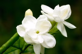 Loài hoa được coi là ‘ngọc trắng’ ở nước ngoài: Việt Nam mọc đầy