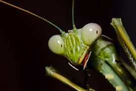 Đáng sợ 4 động vật máu lạnh, ăn thịt bạn tình khi 'ân ái'