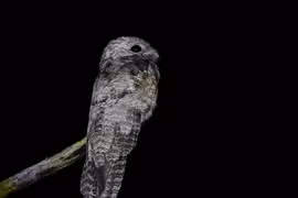 Cú gỗ: Bậc thầy tàng hình, chung thủy nhất thế giới loài chim