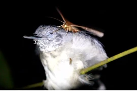 Kỳ lạ loài bướm đêm 'ma cà rồng', hút nước mắt động vật