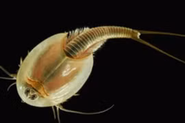 Top 10 động vật sống thọ hàng trăm triệu năm, loài người sửng sốt