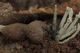 Loài nấm được ví như 'vàng đen', có tiền chưa chắc mua được