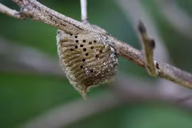 Loài côn trùng sở hữu thứ 'quý hơn vàng', đầy rẫy ở Việt Nam