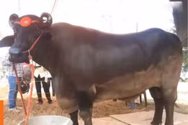 Kinh ngạc con trâu khổng lồ có dòng dõi 'khủng', giá 69 tỷ đồng