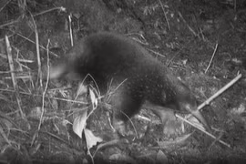 Loài thú tuyệt tích 60 năm, bất ngờ lộ diện ở nơi không ngờ tới