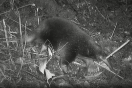 Loài thú tuyệt tích 60 năm, bất ngờ lộ diện ở nơi không ngờ tới