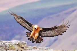 Kinh ngạc những loài chim bay cao nhất hành tinh