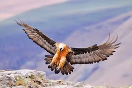 Kinh ngạc những loài chim bay cao nhất hành tinh