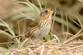 Chim mái "lăng nhăng" nhất hành tinh, tự làm tổ và nuôi con