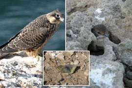 Kỳ lạ loài chim bắt sống con mồi rồi 'giam lỏng' trong khe đá