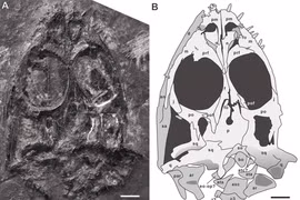 Phát hiện 'quái vật biển' chưa từng biết, sống vào 245 triệu năm trước