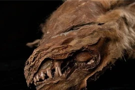 Sinh vật thời tiền sử xuất hiện ở Bắc Cực, chuyên gia giật mình vì...