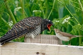 Loài chim quỷ quyệt nhất Việt Nam, tàn nhẫn từ lúc lọt lòng 