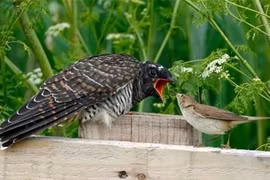 Loài chim quỷ quyệt nhất Việt Nam, tàn nhẫn từ lúc lọt lòng 