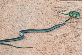 Nghẹt thở xem loài rắn độc nhất châu Phi hạ gục đối thủ