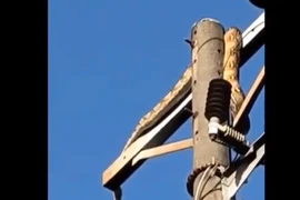 Nhìn lên cây cột điện, giật mình thấy cảnh tượng sởn da gà 