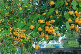 Cây cảnh kích hoạt tài lộc, đắt đỏ bậc nhất Việt Nam