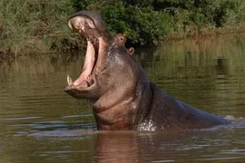 Động vật kỳ lạ sở hữu nhiều dạ dày, tiêu hóa được cả đá