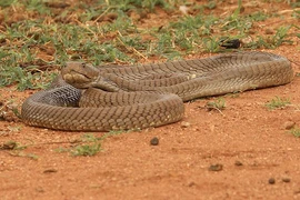 Đang nằm ngủ, bé trai 4 tuổi bủn rủn thấy 'quái thú' trườn qua người