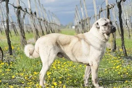 Loài chó được mệnh danh “tứ đại chiến khuyển”, đến sói còn run sợ 